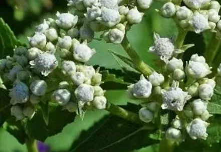 What is quinine What is quinine